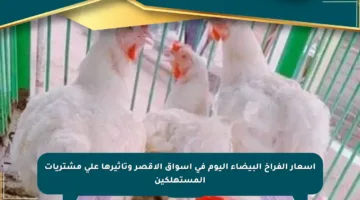 أسعار الفراخ البيضاء اليوم في أسواق الأقصر وتأثيرها على مشتريات المستهلكين